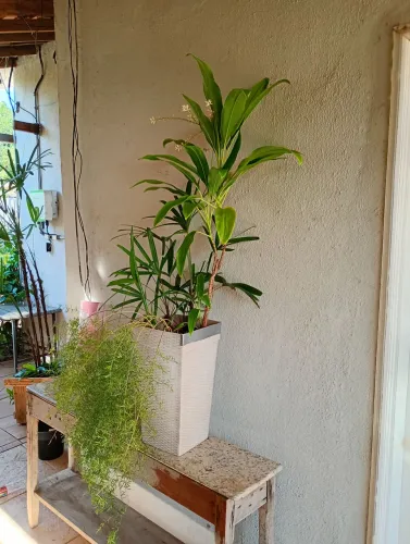 Vaso Ornamental interiores Dracena Verde, Aspargo de Jardim, lança de São Jorge 