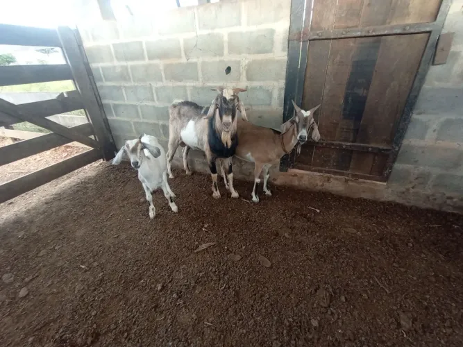 Vendo um bode,e duas cabras.