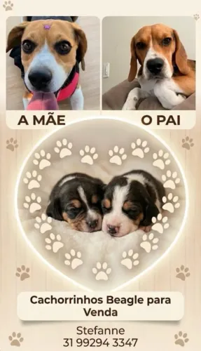 Filhotes de Beagle Puros - Reserva (Entregues Vacinados e Vermifugados)
