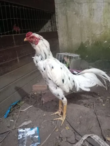 Frango de raça