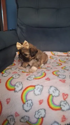 Mini filhotes de shihtzu