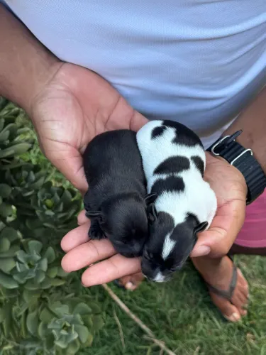 Bebês miniaturas