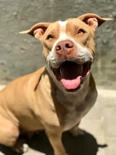 Pitbull fêmea 5 anos castrada 