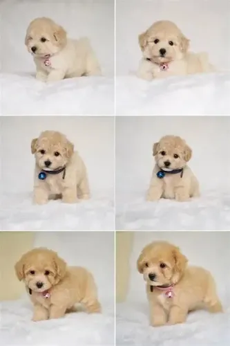Filhotes Disponíveis: Fale Já Whats 9.9751.6491poodle