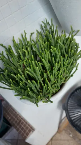 Planta Suculenta Zíper (Crassula Muscosa) - Vaso de Parede em Barro