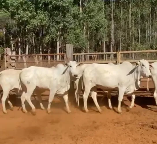 Vacas Nelore entouradas!!
