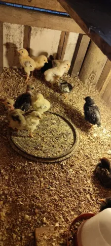 Pintinho de galinha caipira 