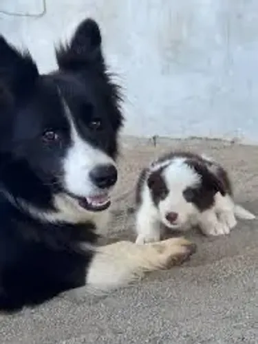 Border collie melhores em muitas coisas 