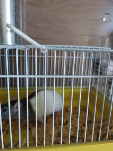 Estou. Doando ratinho. E um. Cachorro 