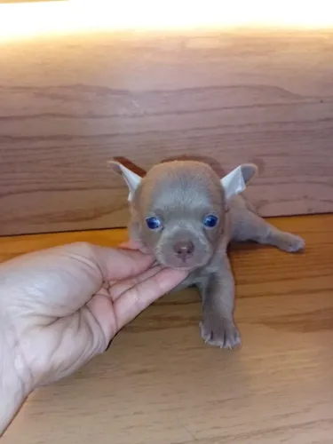 Chihuahua macho Pêlo curto cinza