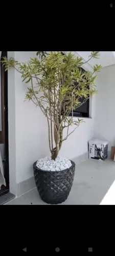 Planta pleomele Variegata em Vaso 1.70 altura