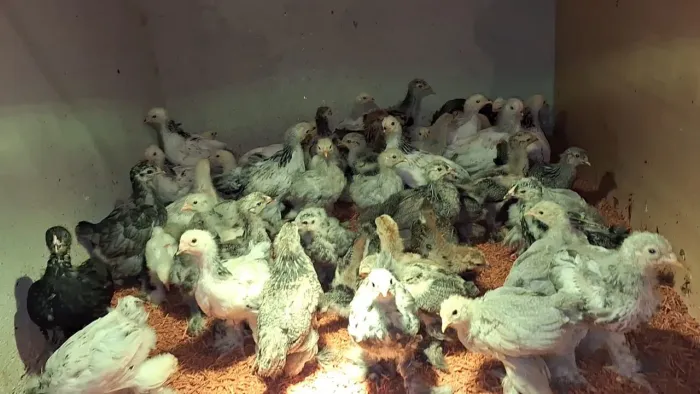 Pintinhos raça brahma.