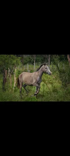 POTRO MANGA LARGA MACHADOR 