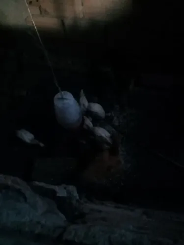 Vende se galinhas caipira interessado chame no zap * 