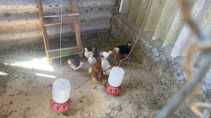 Vende-se pintinhos de angolas e galinha caipira