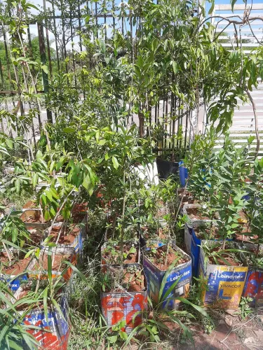 Mudas de cereja do Rio Grande 