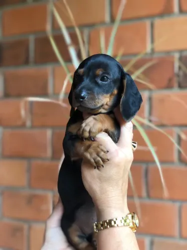 Filhote Dachshund linguicinha preto com canela 