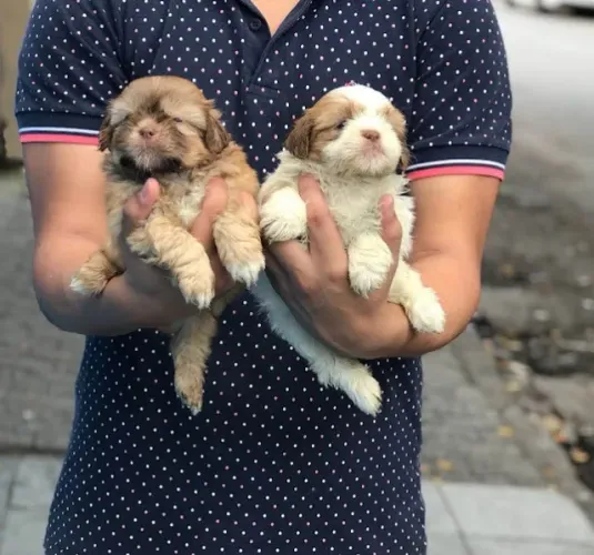 Shih Tzu Todas as cores, Assistência Veterinária gratuita