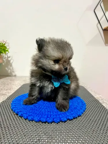 ?Spitz Alemão Anão - Macho?