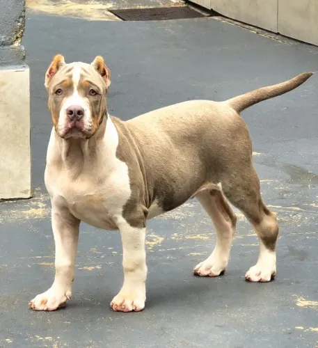 Brazilian Bull