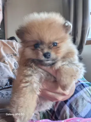Lulu da pomerania