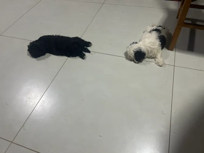 2 Shih Tzu Macho 
