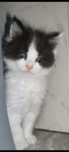 Encantadores Maine coon
