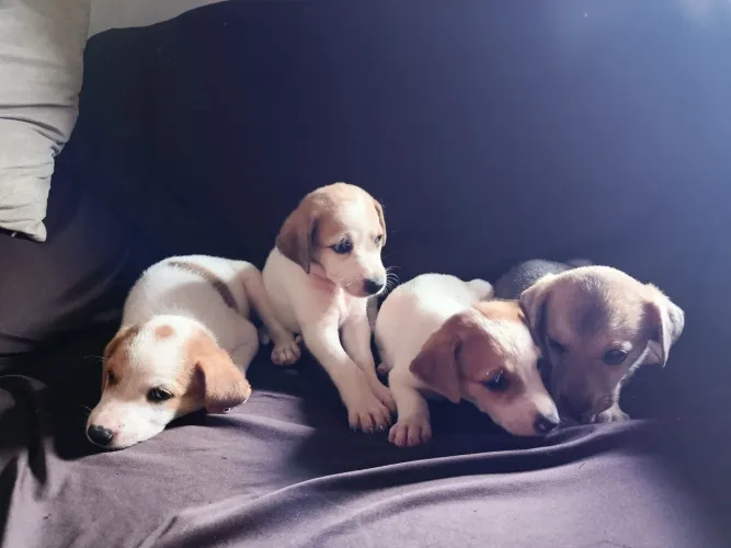 Cachorrinhas fêmeas para doação 