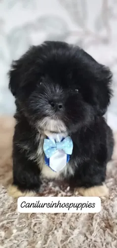 lhasa apso garanta hoje o seu 