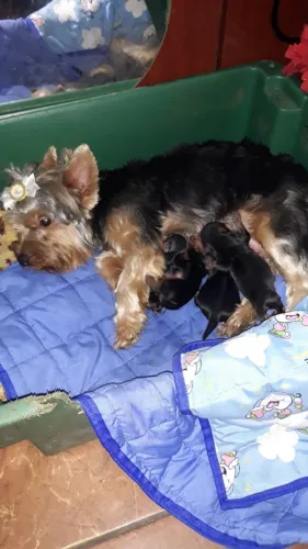 Filhotes Macho de Porte Pequeno (Aceito cartão)