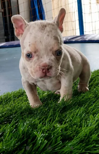 Filhote American Bully fêmea trililac merle