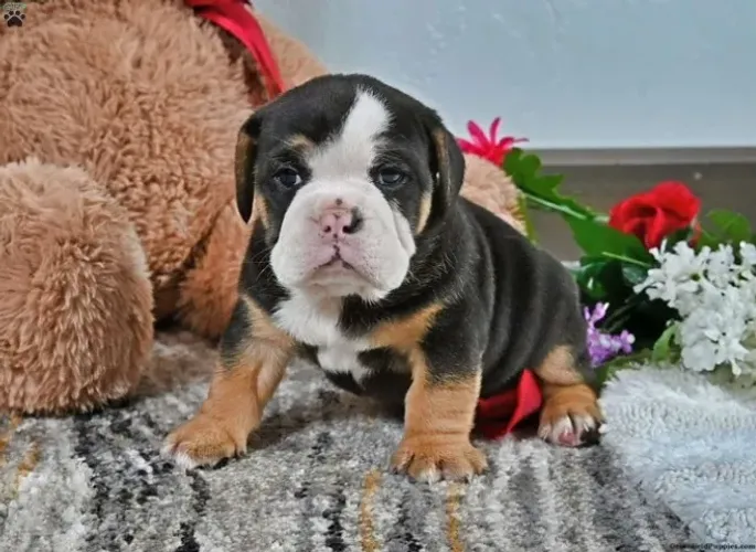 Bulldog Inglês - Disponível com Entrega Rápida