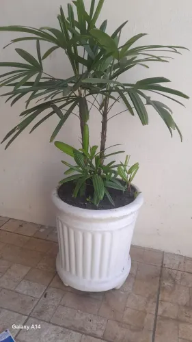 Vaso de planta