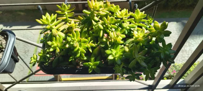 Suculenta Sedum Adolphi