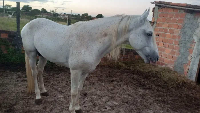 Vende se cobertura de um cavalo MM puro na Macha Batida com registro Definitivo