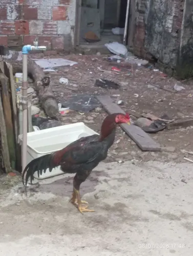 Galo indiano