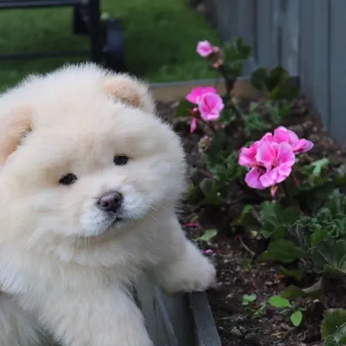 Chow Chow Porque a vida fica mais leve com patas pela casa