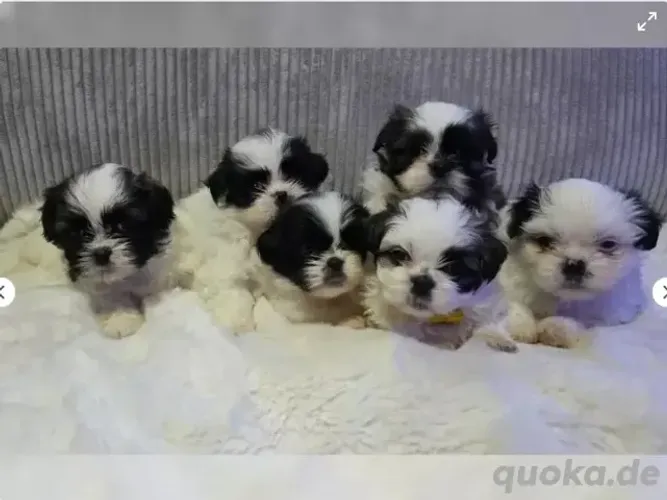 Filhotinhos Macho e Fêmea com Garantias Shih tzu/shitzu São Paulo