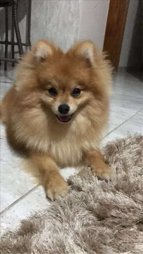 Vendo Lulu da pomerania
