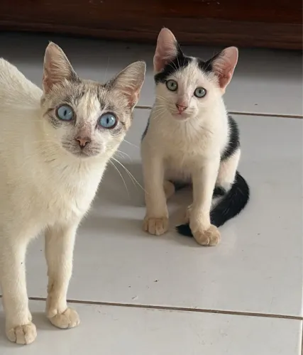 Gato castrados