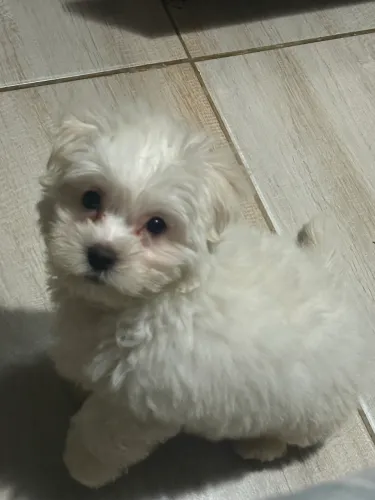 Filhote maltês 8 meses