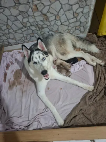Filhote de Husky siberiano