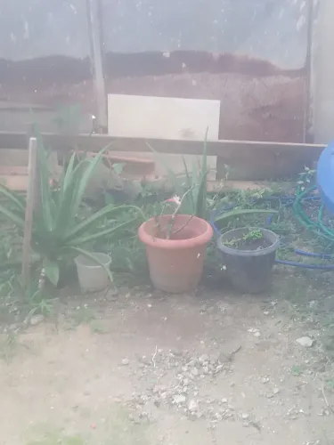 Faço limpezas de quintal com rocadeira e enchada. Limpezas em terrenos e Faço jardinagem 