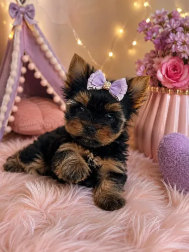 Uma linda e perfeita yorkshire fêmea micro