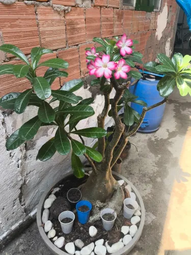 Rosa do deserto