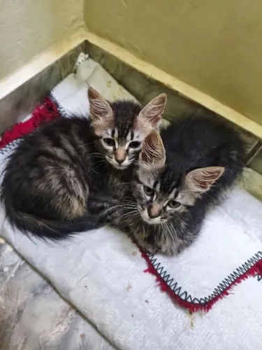 Gatos Filhotes para Doação 