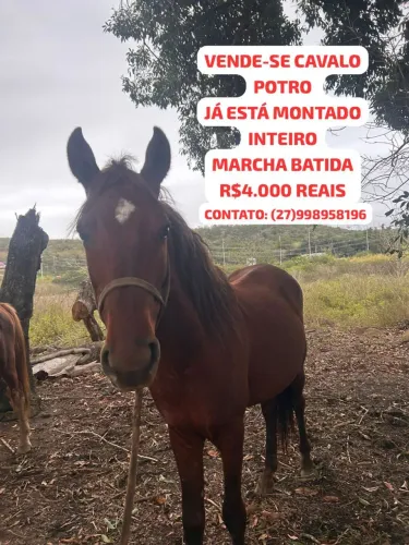 Vende-se Poltro Macho