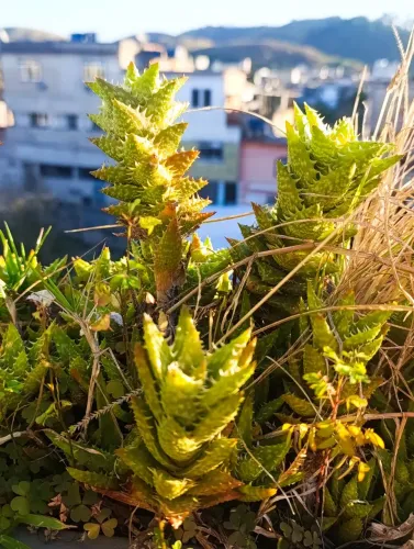 Diversas plantas