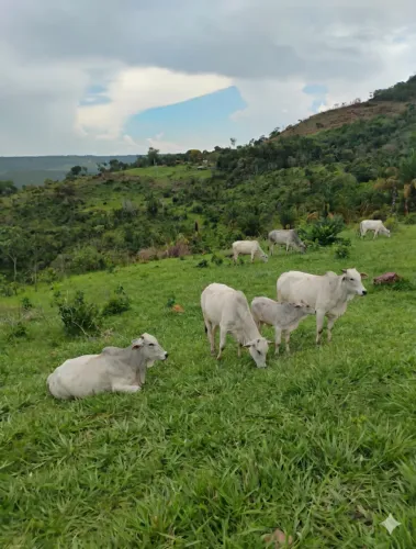 FAZENDA À VENDA DE 60 MIL POR 45 MIL! FAZENDA 54 ALQUEIRES COMPLETA EM MONTE DO CARMO/TO