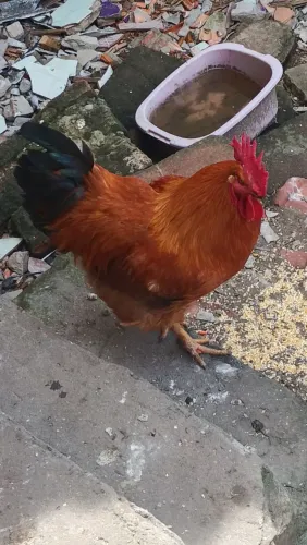 Galos